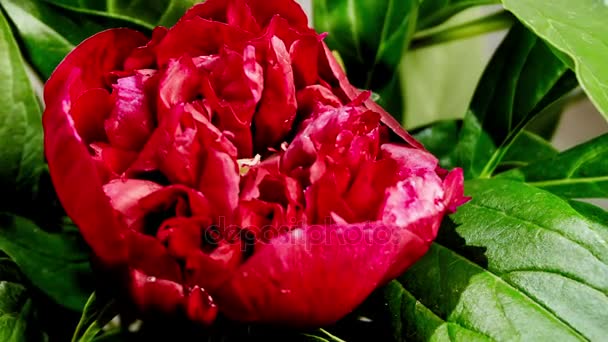 Flor de peonía floreciente — Vídeo de stock