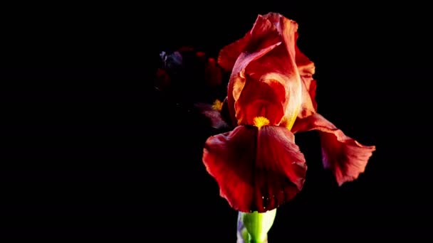 Ίρις λουλούδι που ανθίζει — Αρχείο Βίντεο