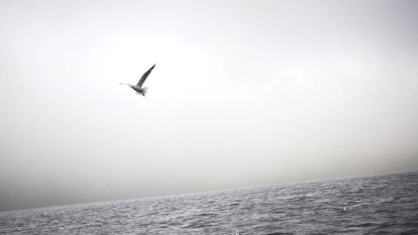 Чайки, летающие над поверхностью воды — стоковое видео