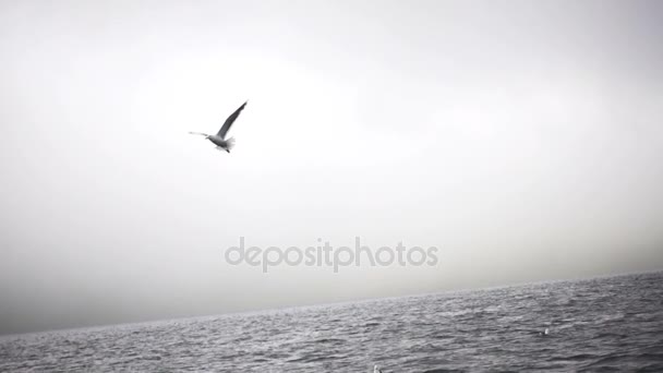 Seagulls flying above water surface — Stock Video