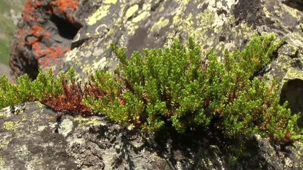 石の上の黒い crowberry の植物 — ストック動画