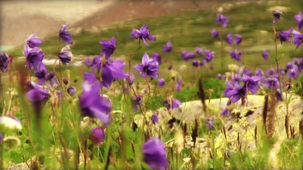 Blauwe aquilegia bloemen in Bergen — Stockvideo