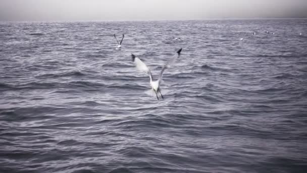 海鸥在水中捉鱼 — 图库视频影像
