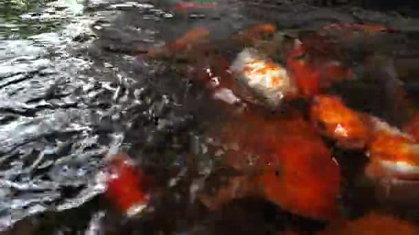 Peces koi en el estanque — Vídeo de stock