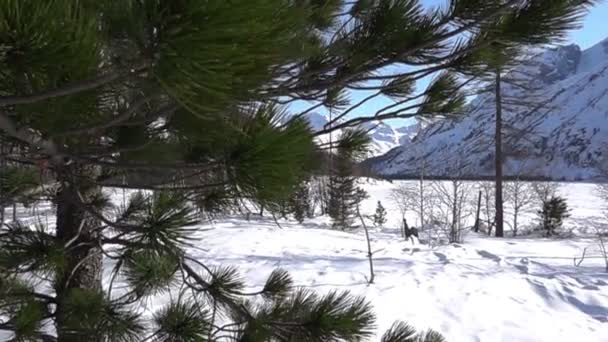 Árvores cobertas de neve na floresta de inverno — Vídeo de Stock