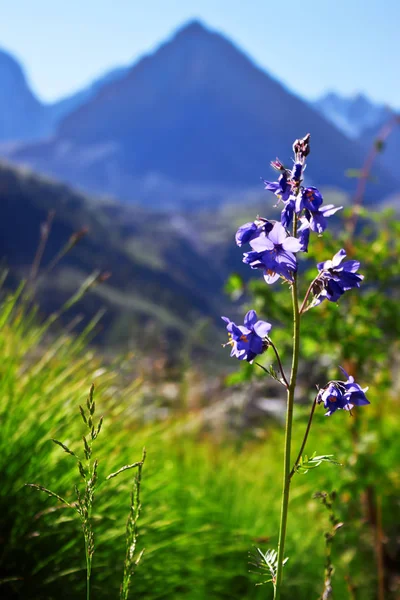 山の谷の青い花 — ストック写真