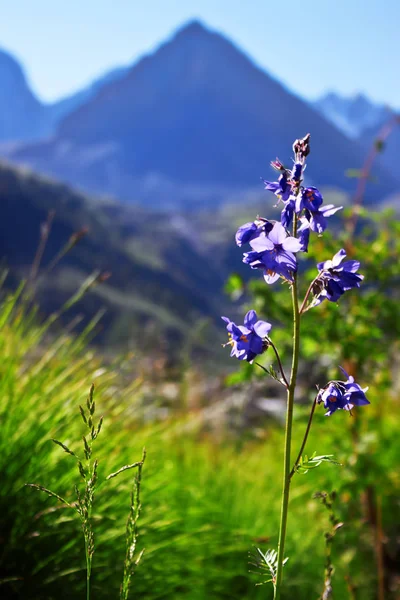 Blue flower in the mountain valley — Stock Image Blue flower in the mountain valley Stock Picture