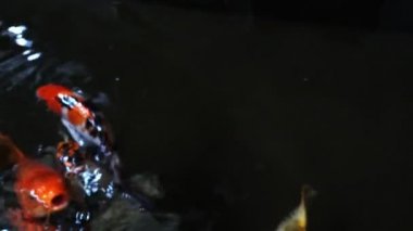 Koi balığı gölde