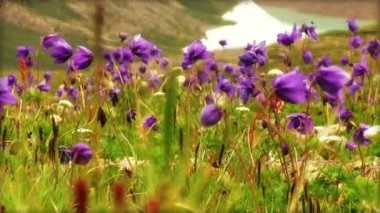 Mavi aquilegia çiçek dağlarında