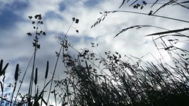 rüzgarda sallanan çimen