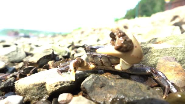 Krabba på klipporna vid stranden — Stockvideo