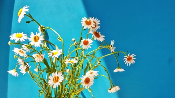 Boeket van wit daisies — Stockvideo