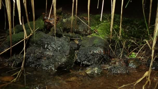 Gotas de agua caen de las hojas amarillas — Vídeo de stock