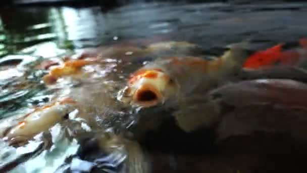 Koi-Fische im Teich — Stockvideo