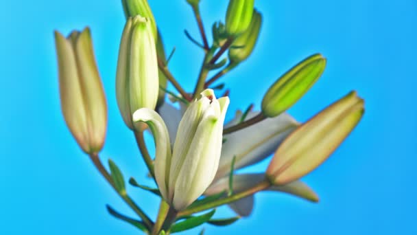 White lily flower — Stock Video