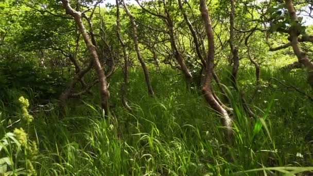 Bosque de abedules enanos — Vídeo de stock