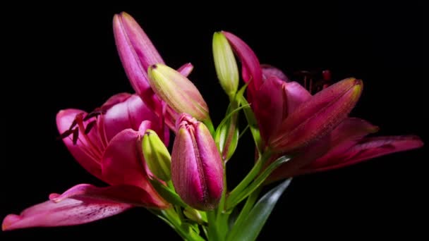 Ouverture Fleur de Lys Rouge 