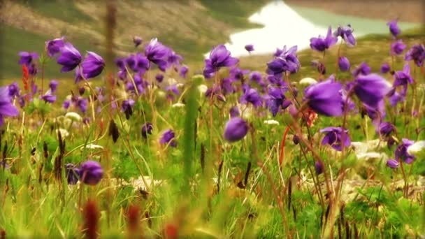 Fleurs aquilegia bleues en montagne — Video