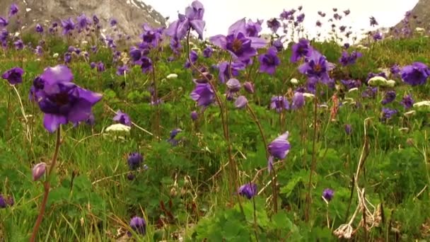 Blue aquilegia flowers in mountains — Stock Video