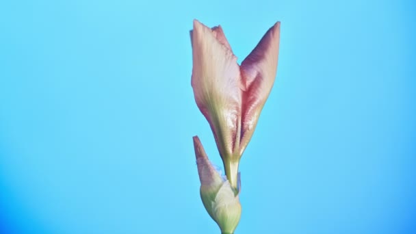 Upływ czasu w kwitnący kwiat iris — Wideo stockowe