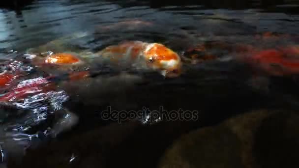 Pesci koi in stagno — Video Stock