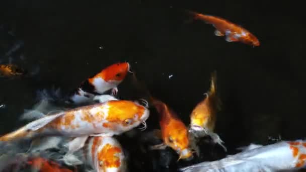 Koi fish in pond — Stock Video