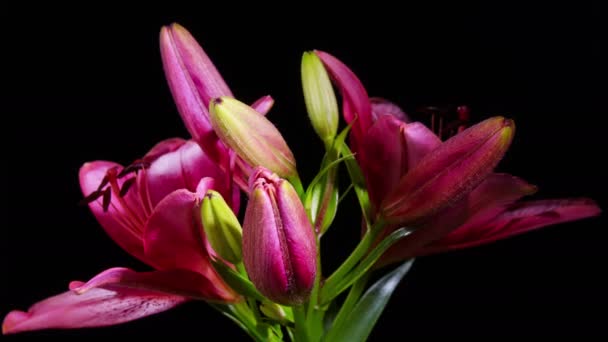 Ouverture Fleur de Lys Rouge 