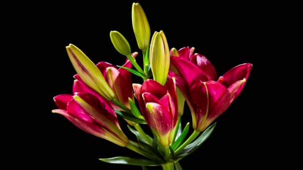 Ouverture Fleur de Lys Rouge 