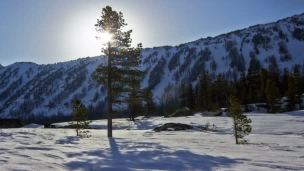 Timelapse av solnedgång över träd — Stockvideo