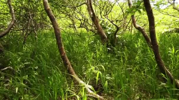 Floresta de bétulas anãs — Vídeo de Stock