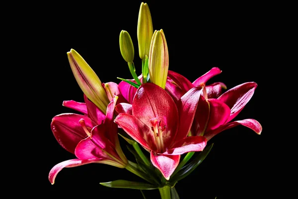 Kırmızı zambak çiçeği — Stok fotoğraf