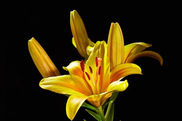 Květ lilie žlutá — Stock fotografie