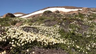 Eski volkan, beyaz çiçekler 