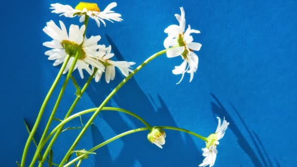 Bouquet of white daisies — Stock Video