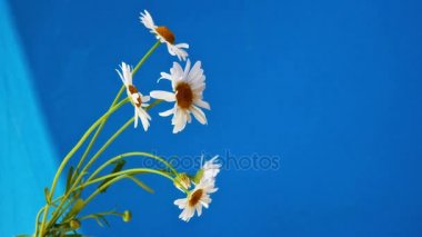 beyaz papatyalardan buket