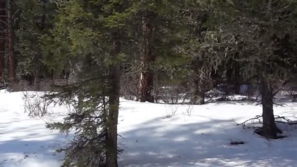 Árboles cubiertos de nieve en el bosque de invierno — Vídeo de stock