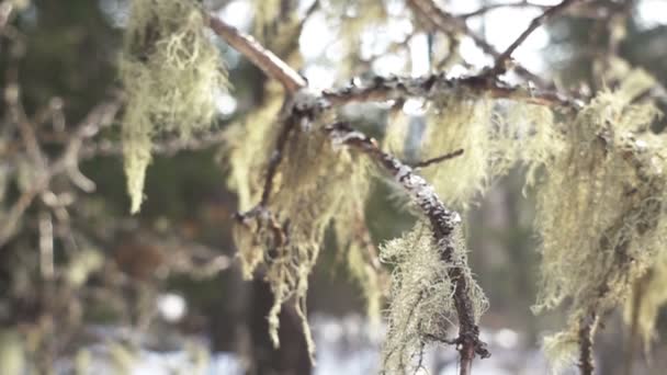 Skägg-lavar som växer på ett träd — Stockvideo