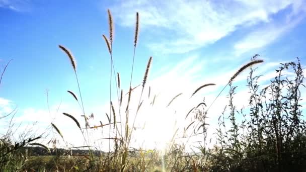 Hierba balanceándose en el viento — Vídeo de stock