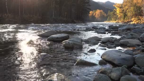 Río de montaña en los bosques — Vídeos de Stock