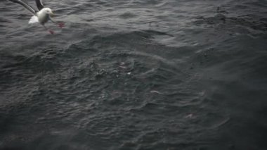 Martılar suda balık yakalamak