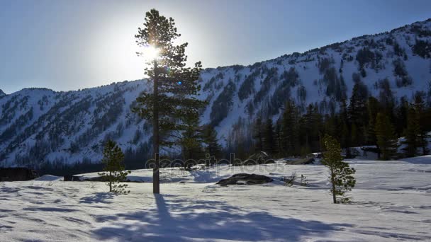 Timelapse du coucher du soleil sur l'arbre — Video