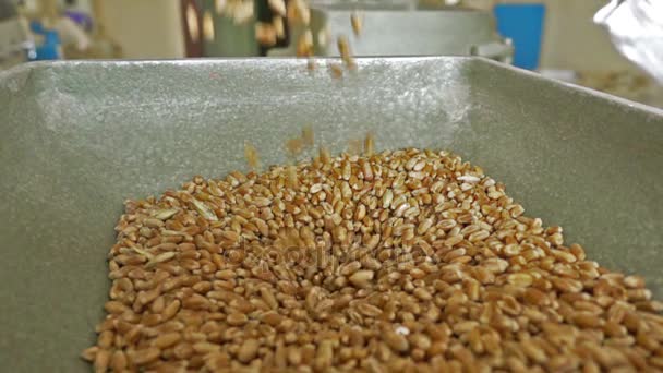 Органічні насіння пшениці — стокове відео