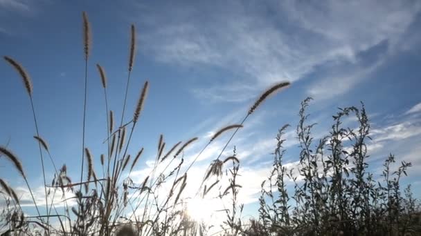 Hierba balanceándose en el viento — Vídeos de Stock