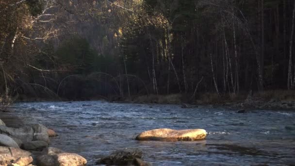 Río de montaña en los bosques — Vídeos de Stock