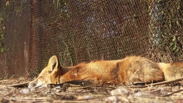 Młodych red fox, spanie — Wideo stockowe