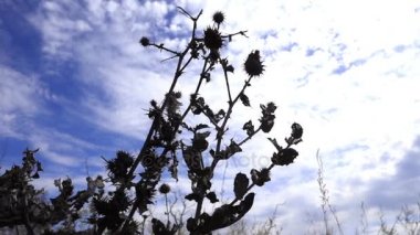 rüzgarda sallanan çimen