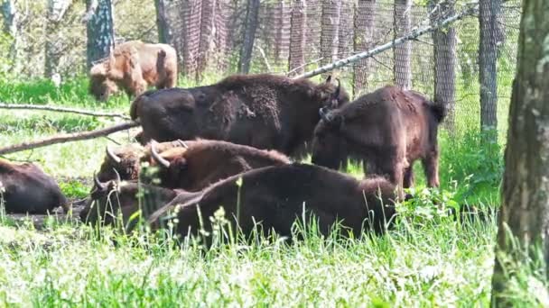 Pâturage Taureaux Sauvages Dans Forêt Bouleaux Été — Video