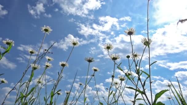 風に揺れる草 — ストック動画