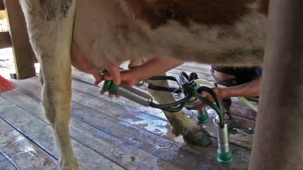 Traitement Laitier Automatisé Vache Laitière Sur Usine Lait — Video