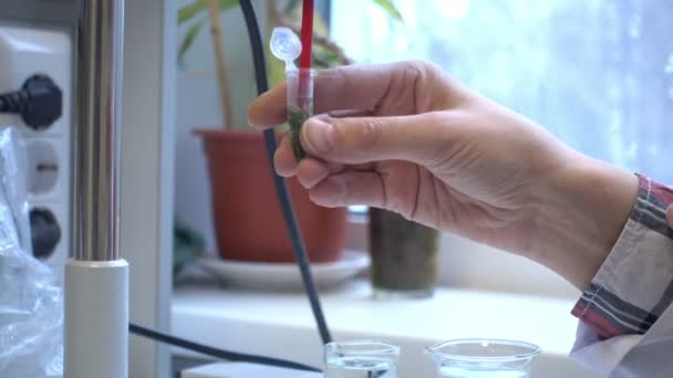 Naukowiec Przygotowanie Roślin Liści Próbkę Analizy Molekularnej — Wideo stockowe